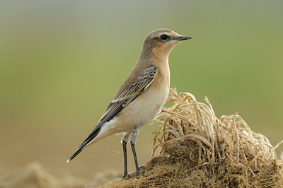 BUITEN BEELD Foto: 142026
