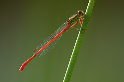 BUITEN BEELD Foto: 142028