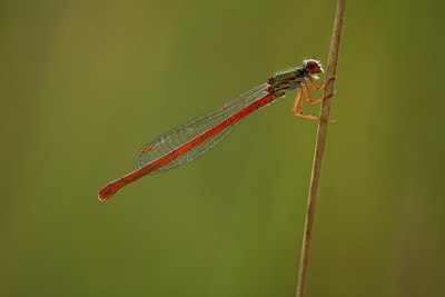 BUITEN BEELD Foto: 142029