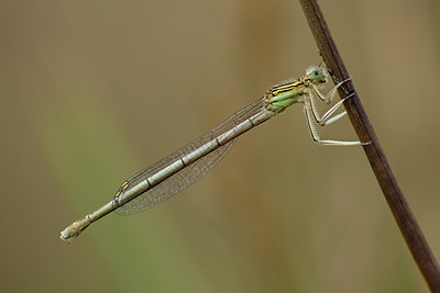 BUITEN BEELD Foto: 142031