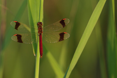 BUITEN BEELD Foto: 142034