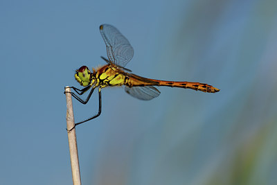 BUITEN BEELD Foto: 142039
