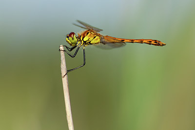 BUITEN BEELD Foto: 142041