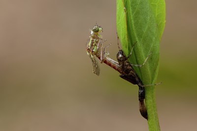 BUITEN BEELD Foto: 142046