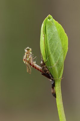 BUITEN BEELD Foto: 142047
