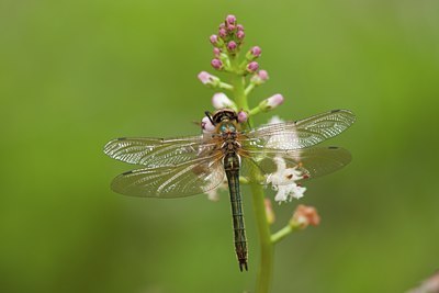 BUITEN BEELD Foto: 142051