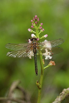 BUITEN BEELD Foto: 142052
