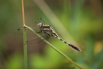 BUITEN BEELD Foto: 142063