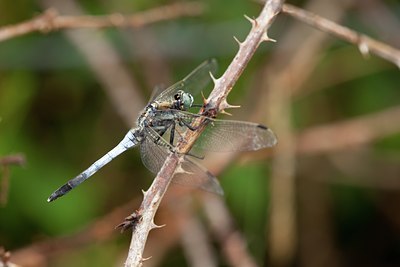 BUITEN BEELD Foto: 142065