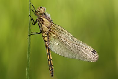 BUITEN BEELD Foto: 142075