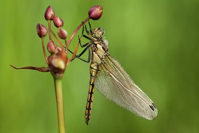 BUITEN BEELD Foto: 142077
