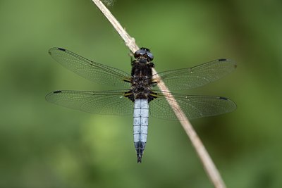 BUITEN BEELD Foto: 142080