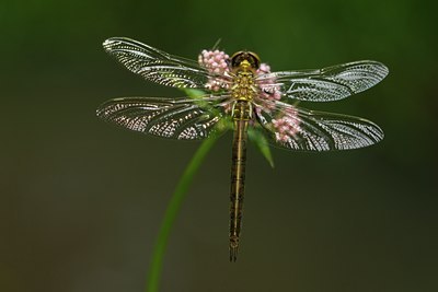 BUITEN BEELD Foto: 142081