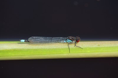 BUITEN BEELD Foto: 142083