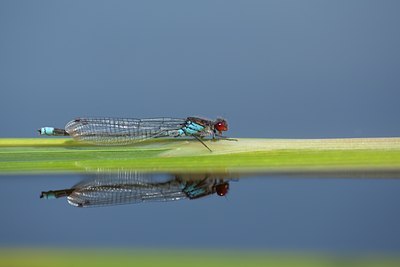 BUITEN BEELD Foto: 142086
