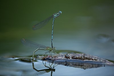 BUITEN BEELD Foto: 142089