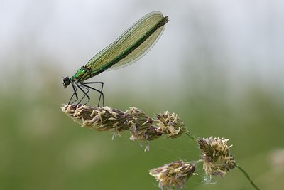 BUITEN BEELD Foto: 142092