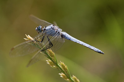 BUITEN BEELD Foto: 142098