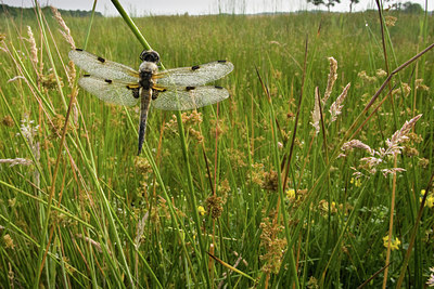 BUITEN BEELD Foto: 142105