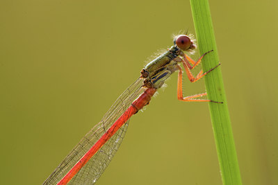 BUITEN BEELD Foto: 142106