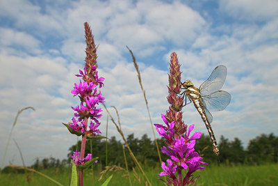 BUITEN BEELD Foto: 142123