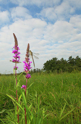 BUITEN BEELD Foto: 142124