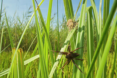 BUITEN BEELD Foto: 142146