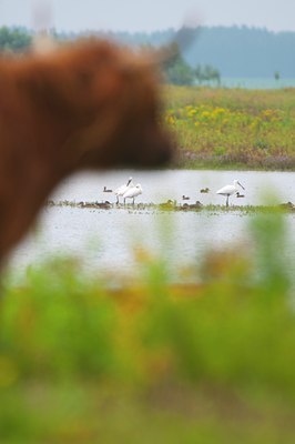 BUITEN BEELD Foto: 142187