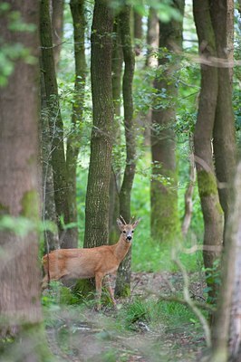 BUITEN BEELD Foto: 142210