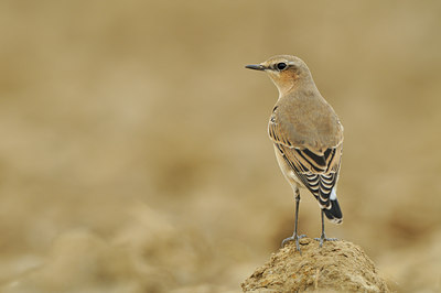 BUITEN BEELD Foto: 142213