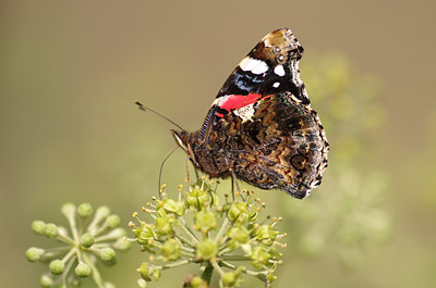 BUITEN BEELD Foto: 142324