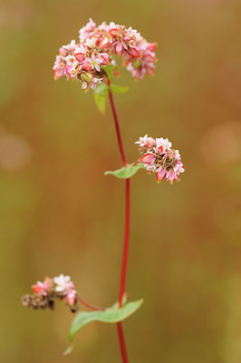 BUITEN BEELD Foto: 142341