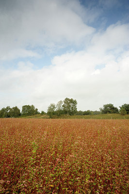 BUITEN BEELD Foto: 142347