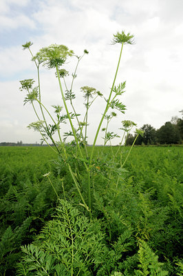 BUITEN BEELD Foto: 142349