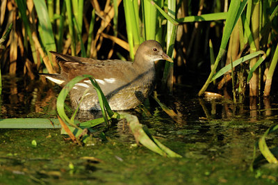 BUITEN BEELD Foto: 142431