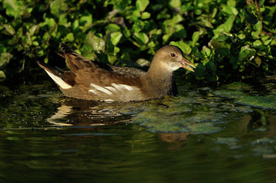 BUITEN BEELD Foto: 142433