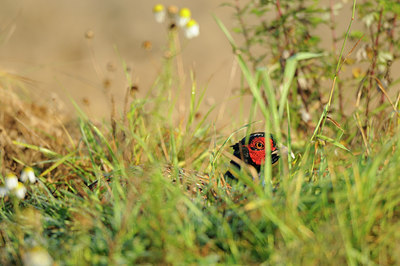 BUITEN BEELD Foto: 142435