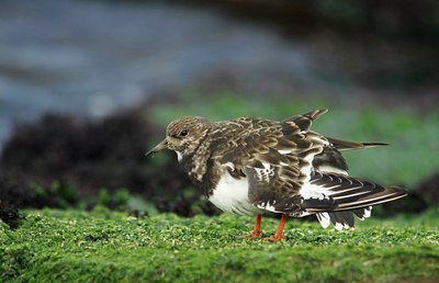 BUITEN BEELD Foto: 142480