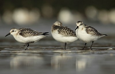 BUITEN BEELD Foto: 142481