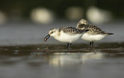 BUITEN BEELD Foto: 142483