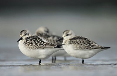 BUITEN BEELD Foto: 142485