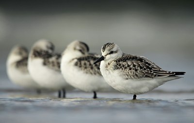 BUITEN BEELD Foto: 142490