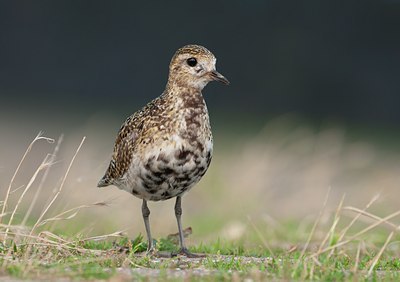 BUITEN BEELD Foto: 142551