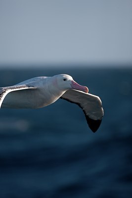 BUITEN BEELD Foto: 142573