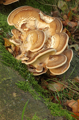 BUITEN BEELD Foto: 142638