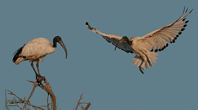 BUITEN BEELD Foto: 142660