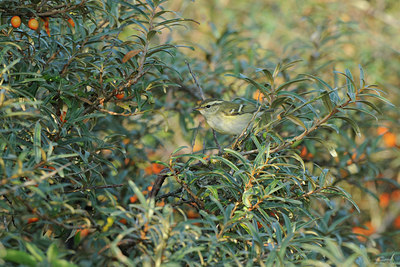 BUITEN BEELD Foto: 142670