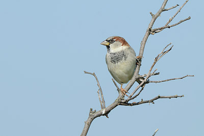 BUITEN BEELD Foto: 142716