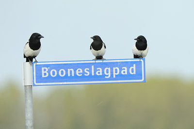 BUITEN BEELD Foto: 142719