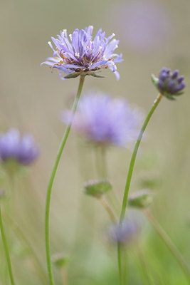 BUITEN BEELD Foto: 142731